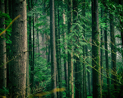 Hand-drip coffee brewing
